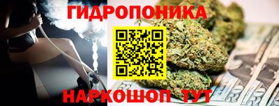 крисы Кингисепп