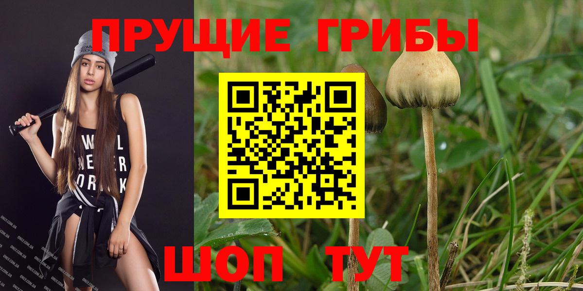 Галлюциногенные грибы Psilocybine cubensis Майкоп
